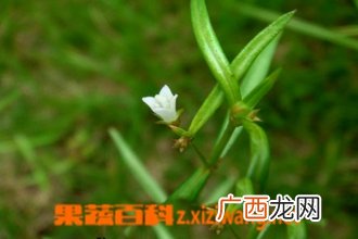 千打锤图片 中药千打锤的功效与作用
