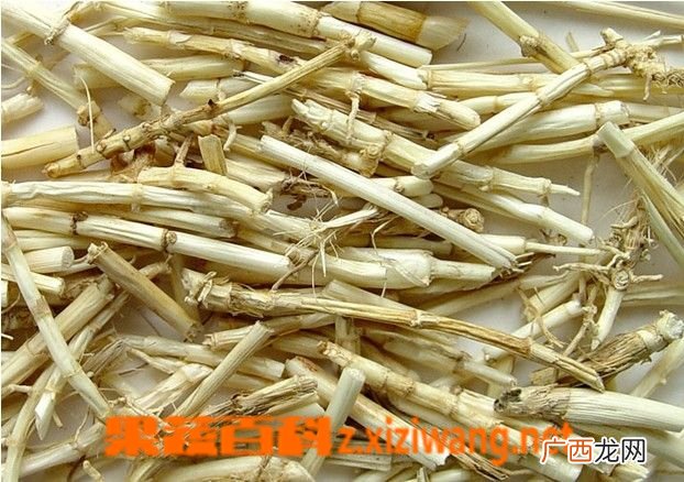 白茅根图片 白茅根的功效与作用