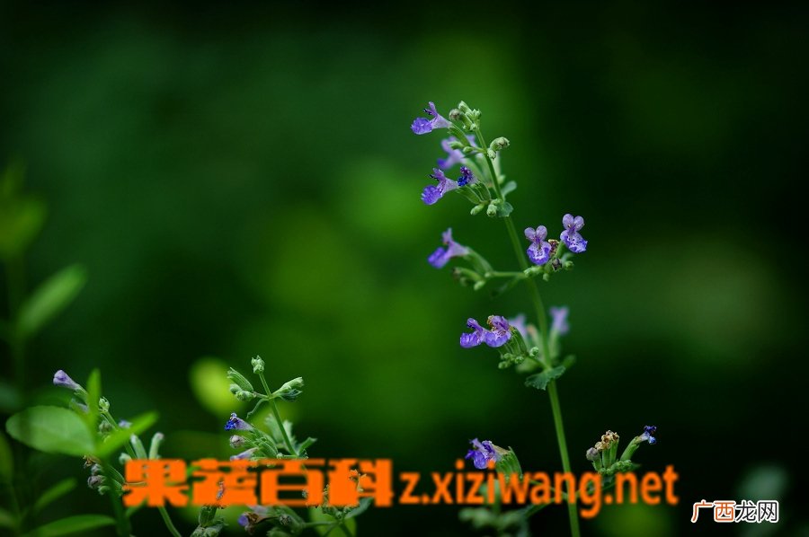 荆芥的功效与作用 荆芥有哪些用途