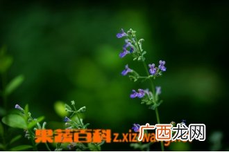 荆芥的功效与作用 荆芥有哪些用途