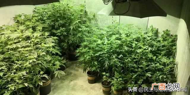租植物多少钱一个月，成都室内租植物