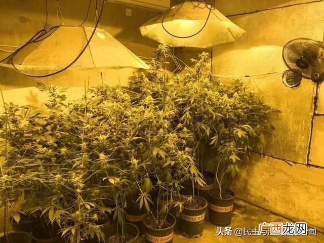 租植物多少钱一个月，成都室内租植物