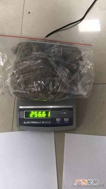 租植物多少钱一个月，成都室内租植物