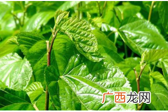 桑叶的药用价值与功效