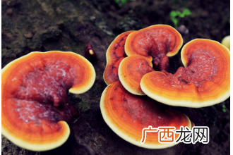 灵芝的药用价值与功效