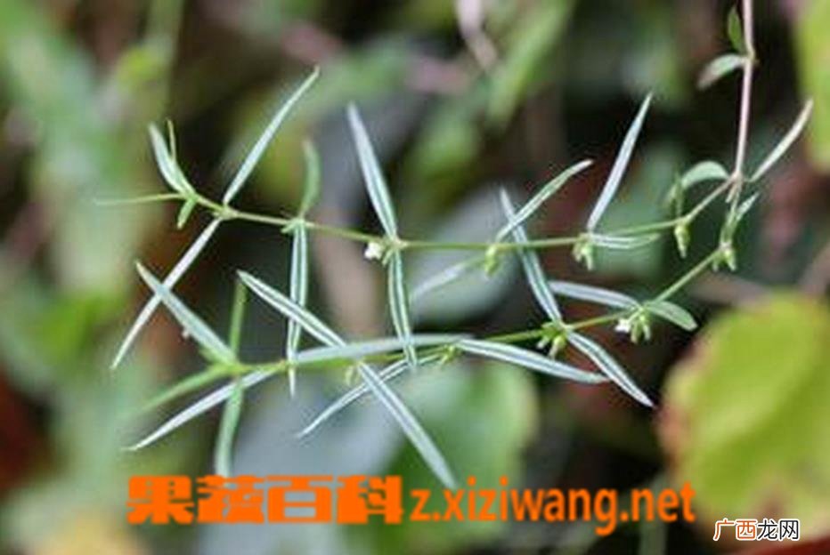 白花蛇舌草 白花蛇舌草的功效与作用