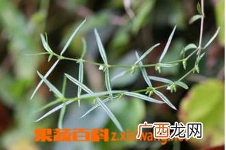 白花蛇舌草 白花蛇舌草的功效与作用