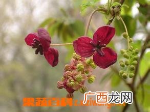 木通图片 木通的功效与作用
