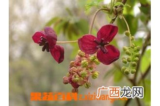 木通图片 木通的功效与作用