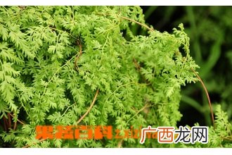 海金沙图片 海金沙的功效与作用