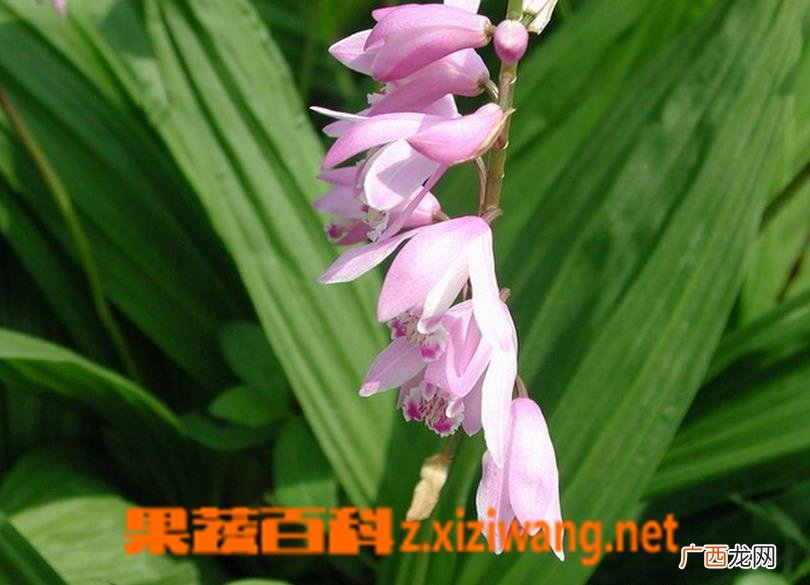 土白芨的功效与作用 土白芨的副作用