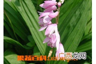 土白芨的功效与作用 土白芨的副作用