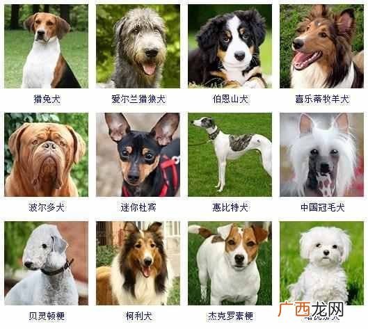 可爱小狗名字大全（全世界狗狗品种名字和相应