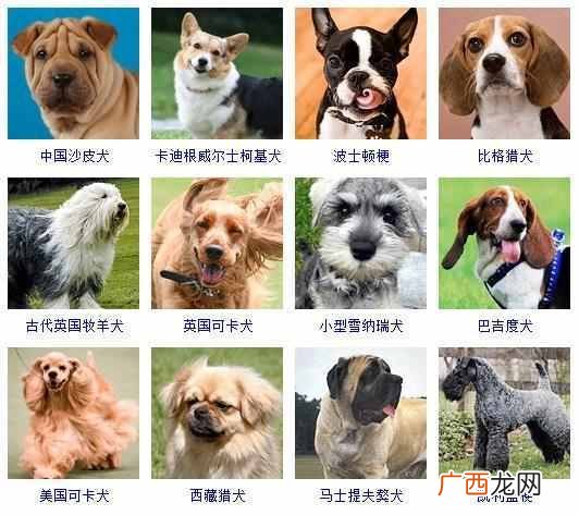 可爱小狗名字大全（全世界狗狗品种名字和相应
