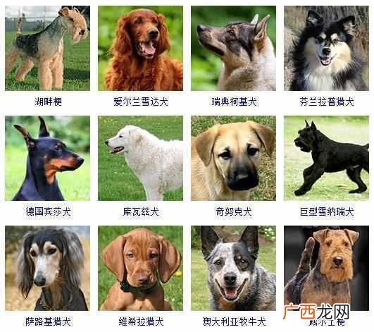 可爱小狗名字大全（全世界狗狗品种名字和相应