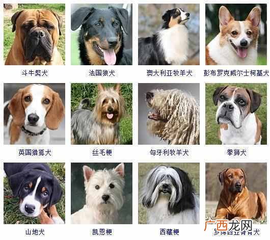 可爱小狗名字大全（全世界狗狗品种名字和相应