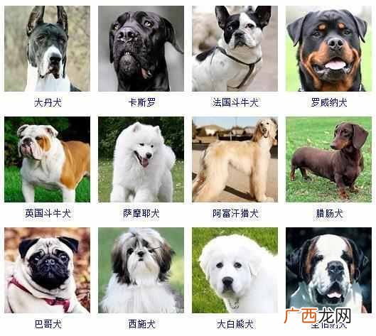 可爱小狗名字大全（全世界狗狗品种名字和相应
