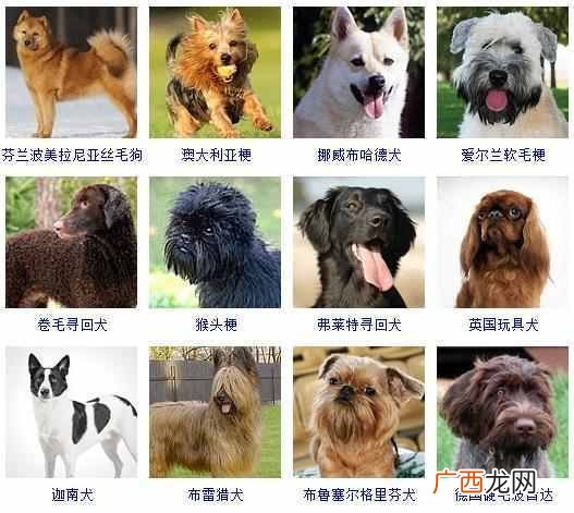 可爱小狗名字大全（全世界狗狗品种名字和相应