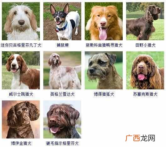可爱小狗名字大全（全世界狗狗品种名字和相应