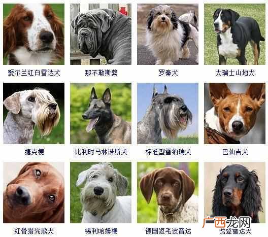 可爱小狗名字大全（全世界狗狗品种名字和相应