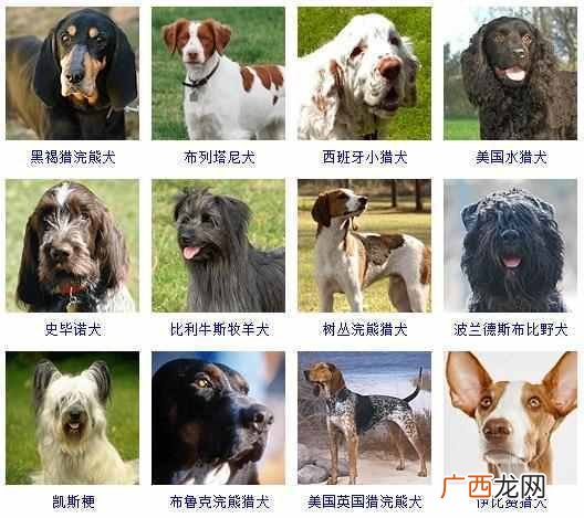 可爱小狗名字大全（全世界狗狗品种名字和相应