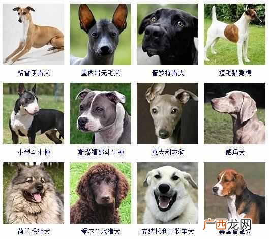 可爱小狗名字大全（全世界狗狗品种名字和相应