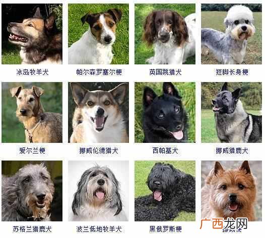 可爱小狗名字大全（全世界狗狗品种名字和相应