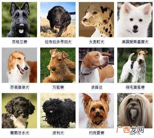 可爱小狗名字大全（全世界狗狗品种名字和相应