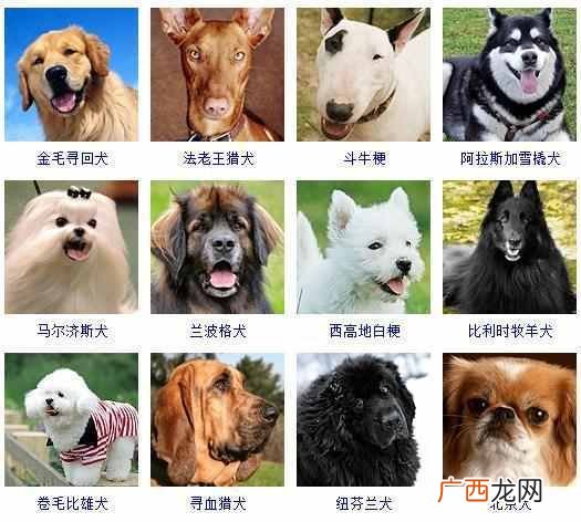 可爱小狗名字大全（全世界狗狗品种名字和相应