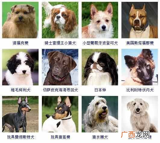 可爱小狗名字大全（全世界狗狗品种名字和相应