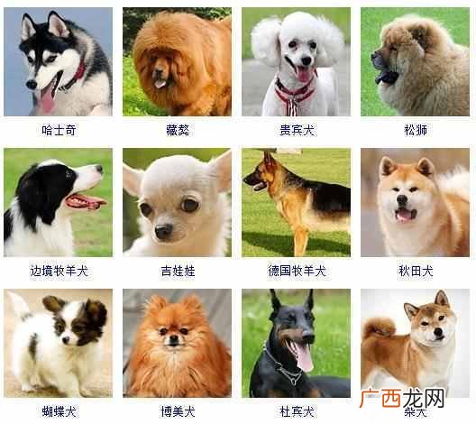 可爱小狗名字大全（全世界狗狗品种名字和相应