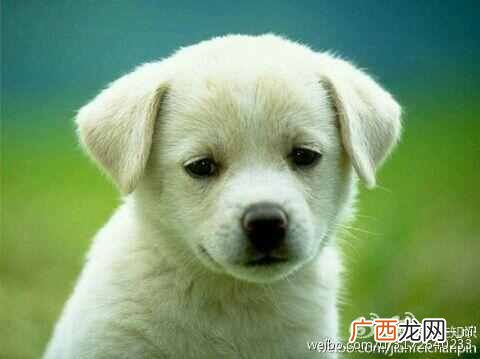 分享一波萌萌的小狗狗图片 可爱的小狗图片
