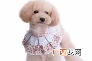 泰迪狗狗寿命有多长 泰迪狗价格一般多少钱