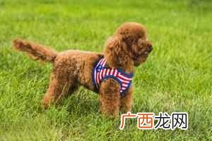 泰迪狗狗寿命有多长 泰迪狗价格一般多少钱