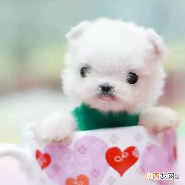 新手养茶杯犬要注意什么 茶杯犬有哪些品种
