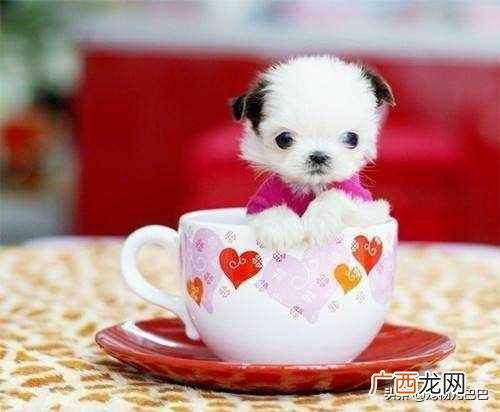 茶杯泰迪狗生长周期是多久（成年的茶杯泰迪狗