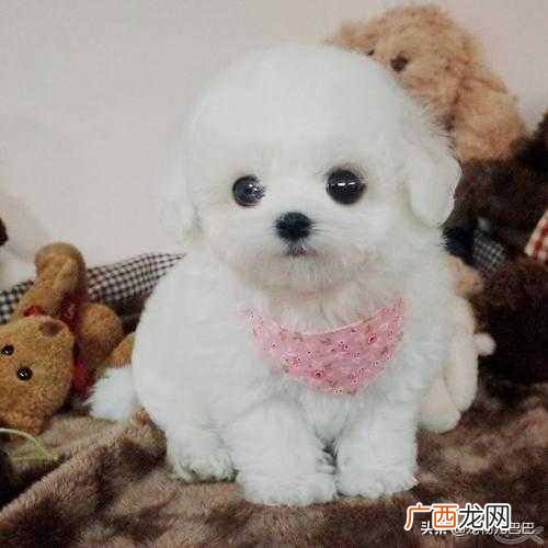 茶杯泰迪狗生长周期是多久（成年的茶杯泰迪狗