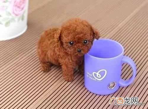 茶杯泰迪狗生长周期是多久（成年的茶杯泰迪狗