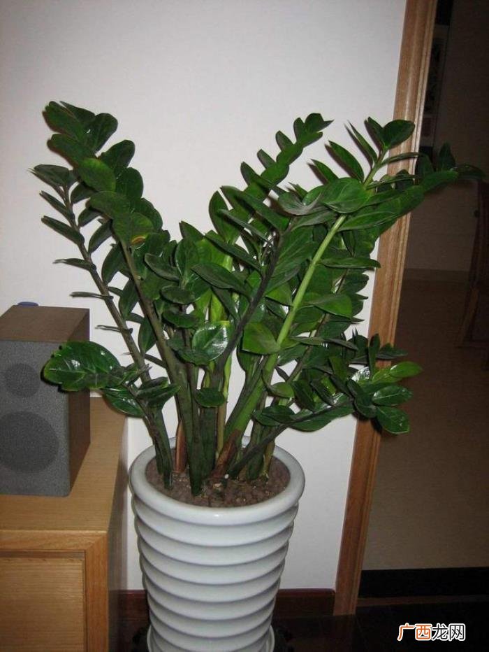 搬家送花的寓意，朋友搬家乔迁就送这几种植物