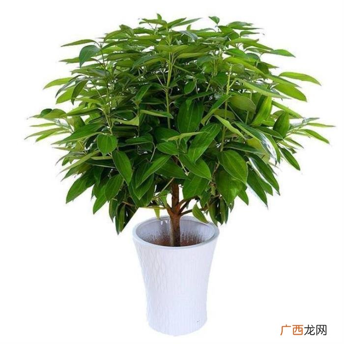 搬家送花的寓意，朋友搬家乔迁就送这几种植物