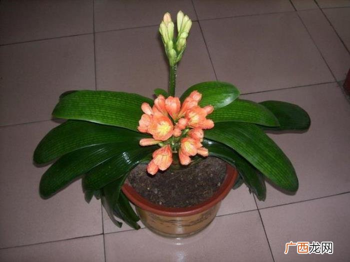 搬家送花的寓意，朋友搬家乔迁就送这几种植物