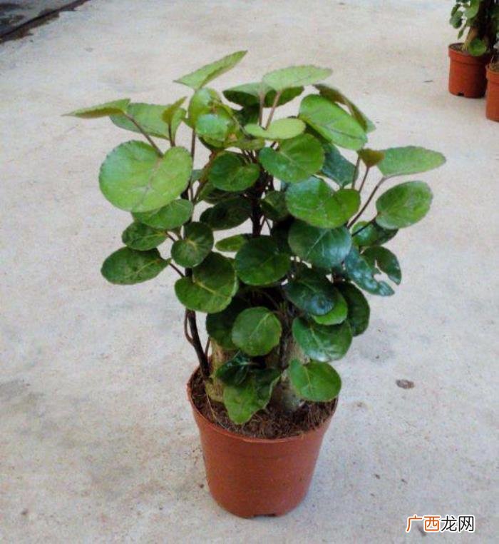 搬家送花的寓意，朋友搬家乔迁就送这几种植物