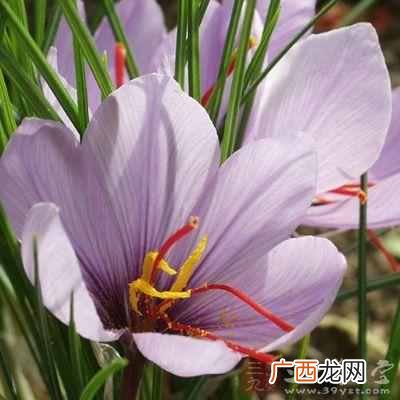 藏红花的功效与食用禁忌