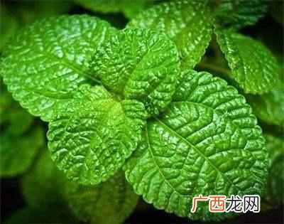薄荷的功效与作用？薄荷有什么药用价值