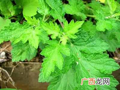 艾草的功效与作用？艾叶原来有这么多功效