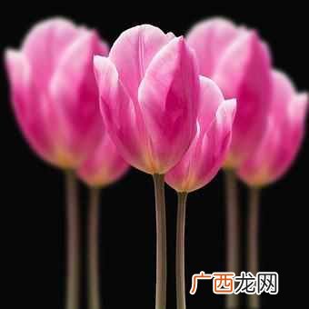 槐花的功效与作用？吃槐花对身体有什么好处？