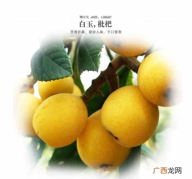枇杷果的功效与作用