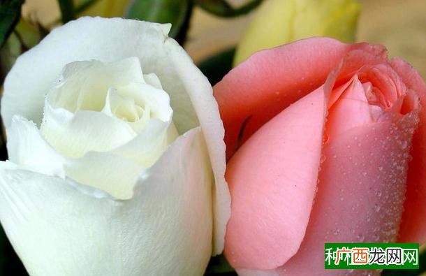 过生日送什么花,母亲过生日送康乃馨