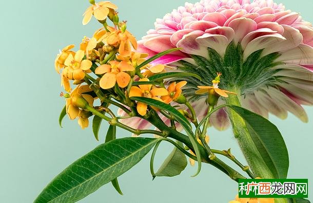 玉米得了矮花叶病病毒病该如何用药