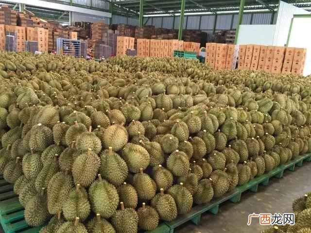 一棵榴莲树结几百颗榴莲，为啥榴莲还卖那么贵？这5个原因很现实